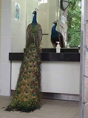 【ビックリ】多摩動物公園のトイレに入ると、そこには巨大なクジャクが！まさか檻から脱走！？