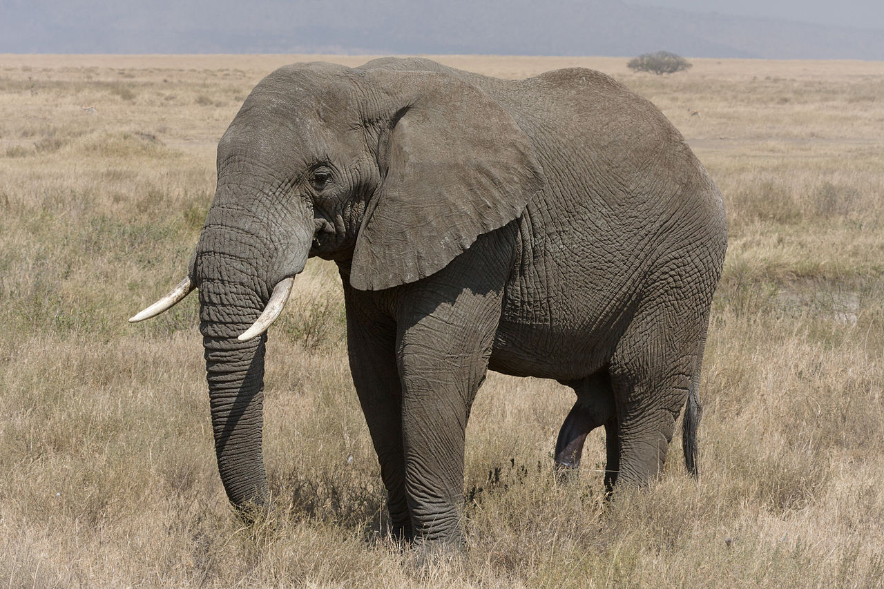 アフリカゾウの密猟を禁止する象牙取引全面禁止の制度に日本政府が反対！”象牙大国”の日本の闇