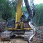 【驚愕】世界最大級の巨大ヘビがブラジルで捕獲される！長さ10メートル、重さはなんと400キロ！