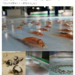 【これは…】5000匹もの本物の魚を氷漬けにしてスケートリンクに！北九州・スペースワールドの企画に批判が殺到！