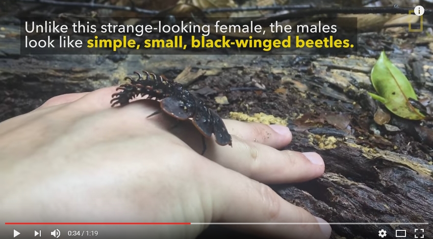 【貴重動画】奇怪な虫「三葉虫カブトムシ（サンヨウベニボタル）」が200年ぶりに発見される！ネット「きもい」「ゴキブリっぽい…」