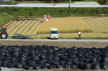 【これが現実】福島・葛尾村の稲刈りの光景に衝撃！田んぼの真横に汚染土の袋が山積み！