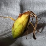 【エイリアン？】ありえない形の擬態クモが中国で発見される！ゲホウグモの仲間の新種の可能性！