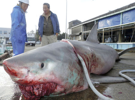 【ヤバイ】熊野灘で巨大ホオジロザメ（人食いザメ）が捕獲される！全長5メートル、重さ1.5トンのかなりの大物！
