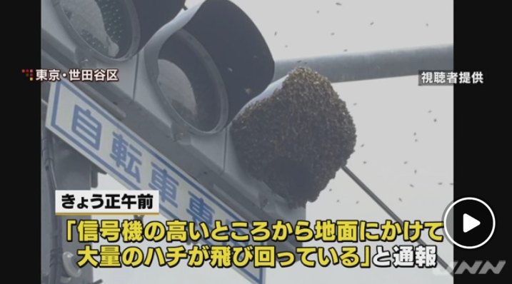 東京・世田谷区の信号機に大量のミツバチが密集！→警察が駆けつけ、業者が駆除！ネット「分蜂では？」「出来れば殺さない方法を」