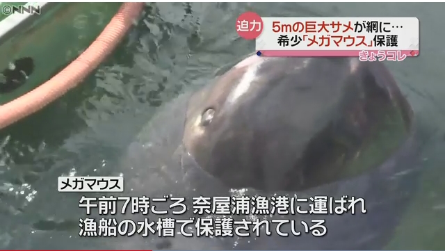 【驚き】幻の巨大サメ「メガマウス」が立て続けに2件！千葉県館山沖に続いて三重県熊野灘で発見される！大地震を心配する声も！