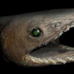 【歴史的発見】幻の古代サメ「ラブカ」をTOKIOが生きたまま捕獲に成功！東京湾の水深500メートルの深海で！
