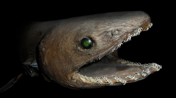【歴史的発見】幻の古代サメ「ラブカ」をTOKIOが生きたまま捕獲に成功！東京湾の水深500メートルの深海で！