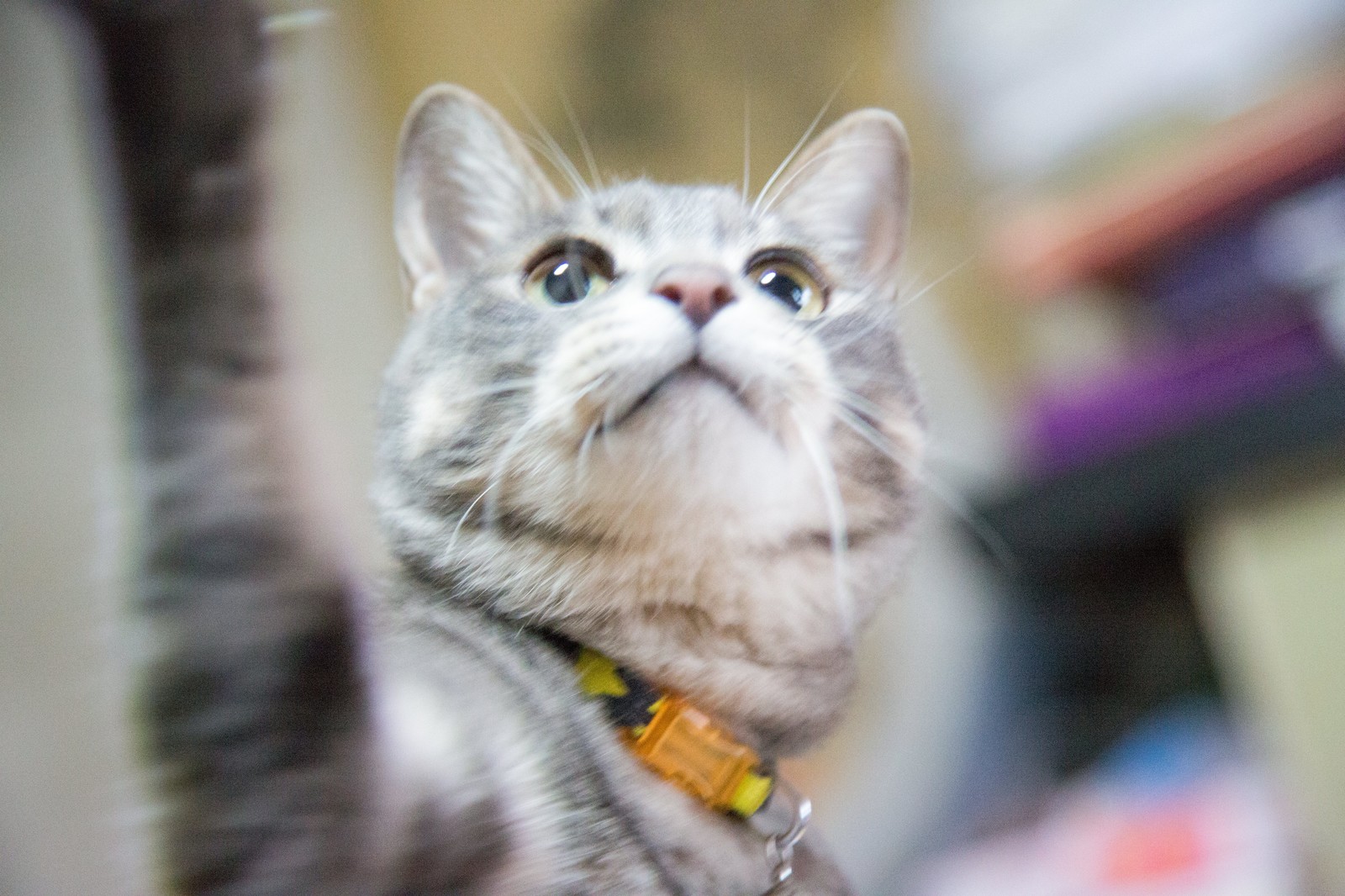 【面白い】猫好きの人たちが集まった市民団体「肉球新党」が話題に！「猫が幸せに暮らせる社会は、人にも優しい」