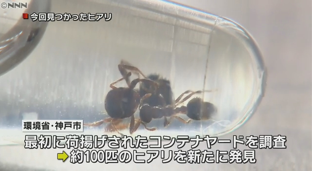 【マズイ】先日に兵庫・尼崎市のコンテナ内で発見された殺人アリの「ヒアリ（火蟻）」、今度は神戸市ポートアイランドでも100匹発見される！