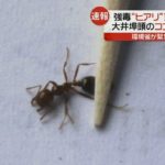 【ヤバイ】ついに東京の大井埠頭で猛毒のヒアリが発見される！尼崎市のコンテナ内では女王2匹を含む500匹以上が見つかる！