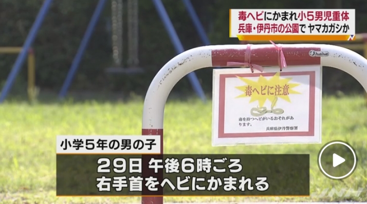 【ヤマカガシか】兵庫・伊丹市に住む小学5年の男児が毒ヘビに噛まれ、一時意識不明の重体に