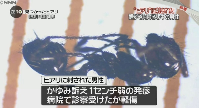 ついに国内初被害！福岡・博多区で中国から輸入されたコンテナ内の荷降ろし中に男性作業員がヒアリに刺される！