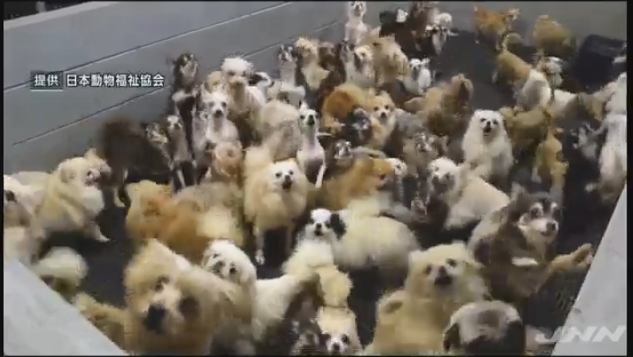 【酷すぎる】犬猫400匹を繁殖目的で過密飼育！福井県坂井市の「パピーミル（子犬工場）」に県が立ち入り調査！衝撃の光景にネットでも怒りの声！