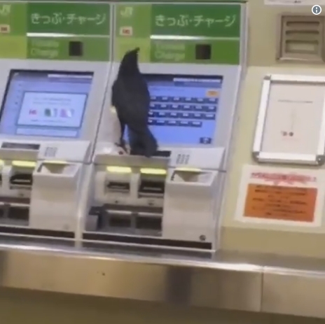 【仰天】東京・錦糸町駅で、カラスが券売機で電車の切符を買おうと大奮闘！付近の人からカードを借りて機械に挿入しようとするも…！