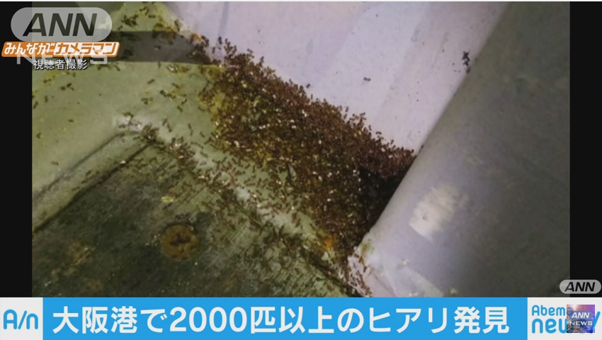 【襲来】大阪港と岸和田市の倉庫で2千匹以上のヒアリを発見、2人が刺される！コンテナからヒアリが逃げ出した可能性も！
