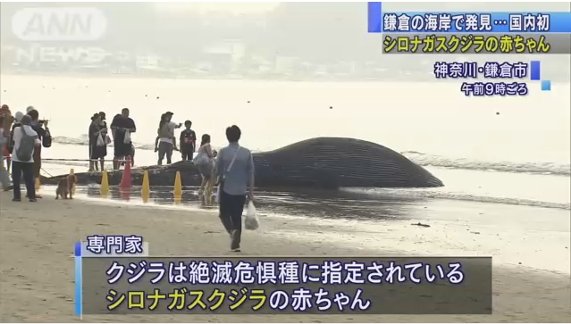 【驚き】神奈川・鎌倉の由比ヶ浜にシロナガスクジラ（10m）が打ち上げられる！絶滅危惧種で日本初の事例！