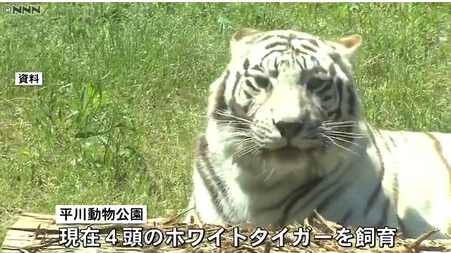 古庄晃さん襲ったホワイトタイガー（リク・オス5歳）、殺処分されない方向に！遺族「平川動物公園で飼育してください」