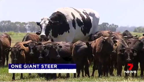 【でか！】オーストラリアの牧場に住む「デカすぎる牛」が話題に！あまりに巨大すぎて食肉にされるのを免れる！