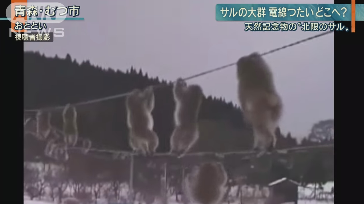 【驚き】サルの大群が電線を伝って「集団綱渡り」！ネット「何これすげぇ」「なんかカワイイ」（青森むつ市）