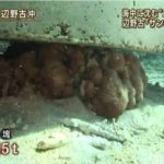 安倍総理の「辺野古のサンゴは移している」に対し、沖縄防衛局が「ウソではない」と説明！加えて「巻貝や二枚貝を熊手などで砂ごとすくって隣の浜に移動させた」とも！