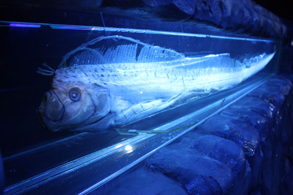 【なぜ？】幻の深海魚「リュウグウノツカイ」が日本各地で次々見つかる！CNNは「地震と津波の懸念高まる」と報じる！
