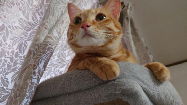 【ご支援のお願い】今月の運営資金が大きく足りておりませんので、市民系ニュースメディア存続のためにご支援をよろしくお願いいたします