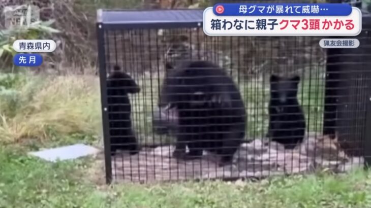 【不気味な動き】「熊問題」をネタにして日本国内での猟銃使用のハードルがどんどん下がる流れに→少子高齢化により、いずれ（猟銃を所持する）ハンターの多くが外国人に成り代わっていく恐れ！