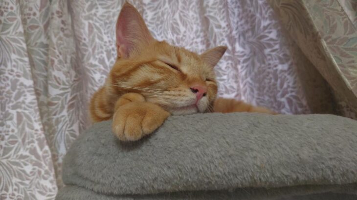 【月末報告】2026年1月に集まったご支援額および12月の収入確定額のお知らせ…目標金額に到達できました！サイトの存続にご協力いただき深く感謝申し上げます