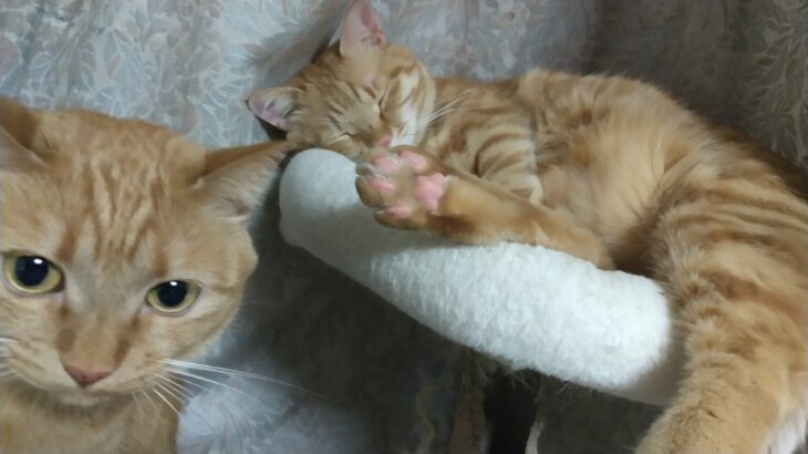 【月末報告】2026年2月に集まったご支援額および1月の収入確定額のお知らせ…目標額に届きませんでした、サイトの存続にご協力いただき感謝申し上げます